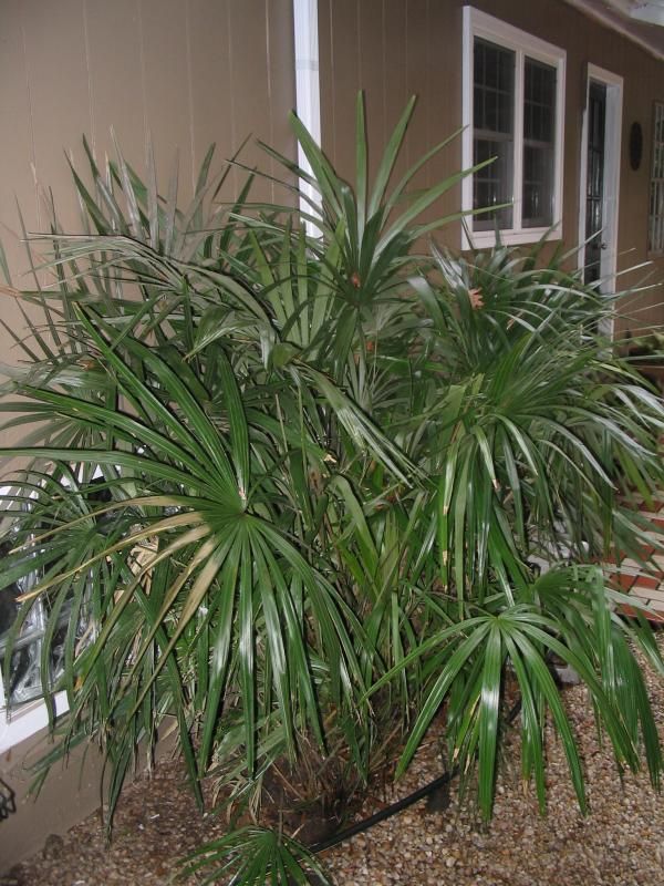 Rhapidophyllum hystrix in Knoxville, TN COLD HARDY PALMS PalmTalk